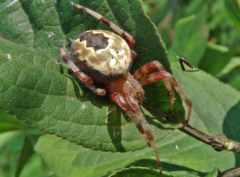 Araneus marmoreus e non solo
